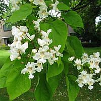 Саджанці Катальпи бігнонієвидна, або звичайна (Catalpa bignonioides)