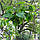 Саженці Катальпи біґногенна, або звичайна (Catalpa bignioides) 3-х річна С3, фото 2