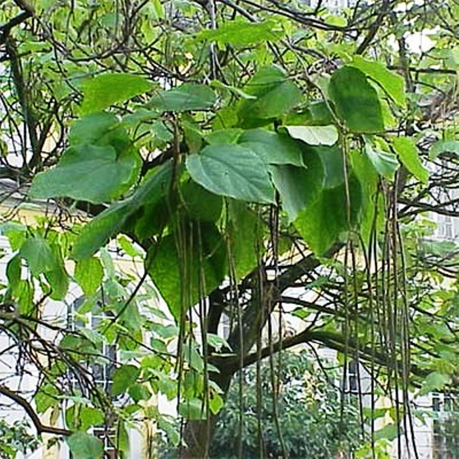 Саджанці Катальпи бігнонієвидна, або звичайна (Catalpa bignonioides) Р9 - фото 2 - id-p1051231267