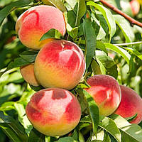 Персик колоновидний Ювілейний