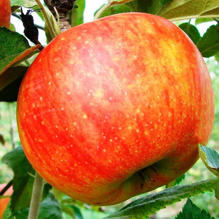 Саджанці Яблуні Целеста - зимова, урожайна, зимостійка