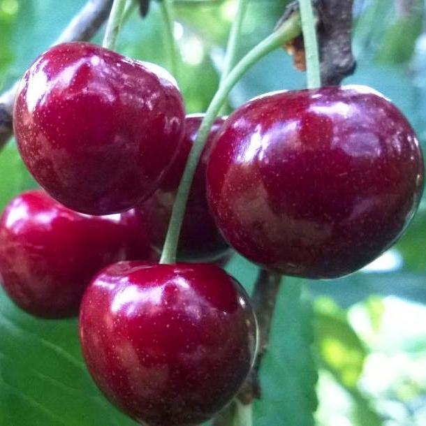 Саджанці Черешні чеської селекції Тамара - середньо-пізнього строку, морозостойчева