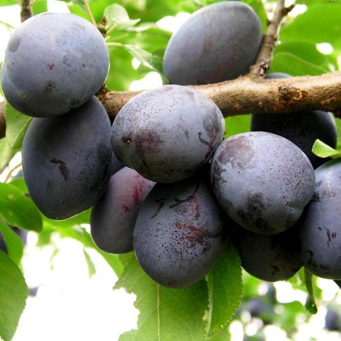 Саджанці Сливи Йо-Йо - середнього терміну, самоплідна, зимостійка