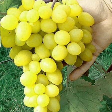 Саджанці винограду Біле полум'я (White flame seedless) - раннього терміну, урожайний, великоплідний