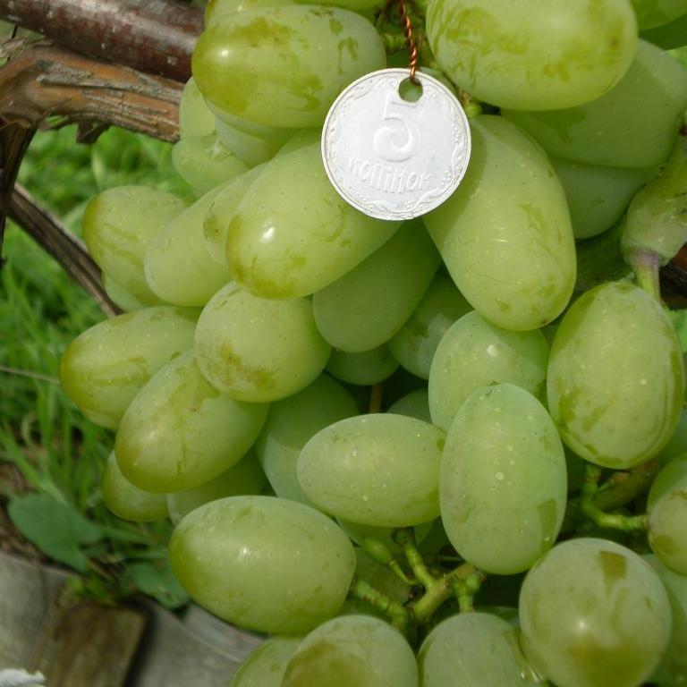 Саджанці винограду FVK-4-2 (КоКл білий) - раннього терміну, великоплідний, морозостійкий