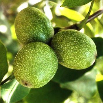 Саджанці Волоського горіха Хартлі (Hartley) - (2 річний) - раннього терміну, великоплідний, тонкокорий