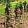 Саджанці Яблуні Джин (КВ-5) - колоновидна, зимова, зимостійка, фото 2