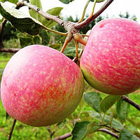 Саджанці Яблуні Цукеркове - літня, зимостійка, урожайна