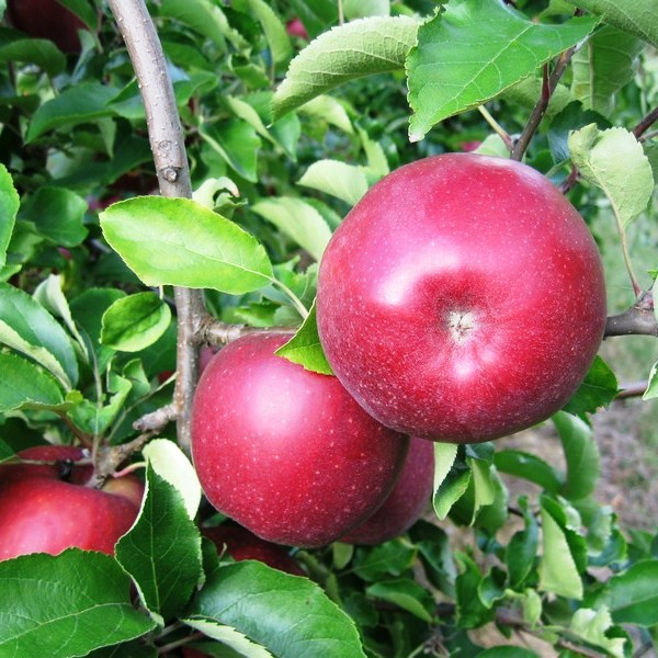 Саджанці Яблуні Ред Джонапринц - зимова, крупноплідна, зимостійка, фото 1
