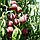 Саджанці Персика Роял Маджестік - середній, великоплідний, урожайний, фото 2