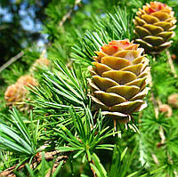 Саджанці Модрини японської Кемпфера (Larix kaempferi)