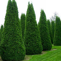 Саджанці Туї західної Колумбія (Thuja occidentalis Columbia) Р9