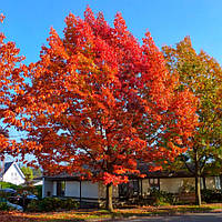Саджанці Дуба червоного (Quercus rubra)