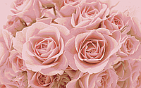 Кремовые розы. Схема полной вышивки бисером
