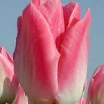 Тюльпани зріз до 8 березня асортимент, фото 3