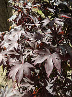 Клен японський "Bloodgood".
Acer palmatum 'Bloodgood'.