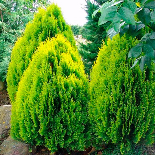 Туя Aurea Nana контейнер 0.5 л, фото 1