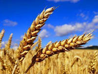 Озимая пшеница Чорнява