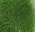 Бісер Preciosa 10/0 колір 50430 салатовий 10г, фото 2