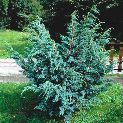 Ялівець Meyeri контейнер 0.5 л, фото 1