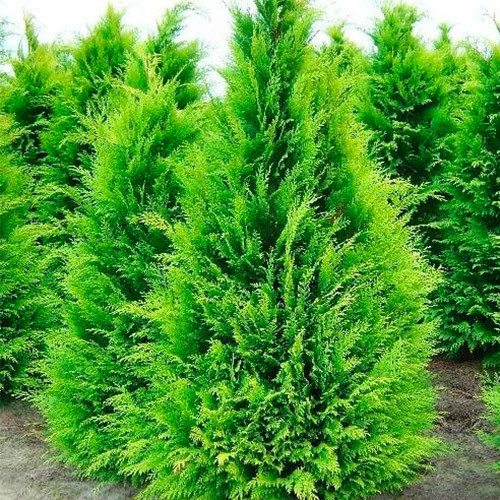 Кипарисовик Stardust контейнер 0.5 л, фото 1