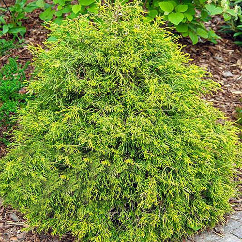 Кипарисовик Tsatsumi Gold, фото 1
