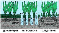 Аэрация и рыхление (скарификация) газона.