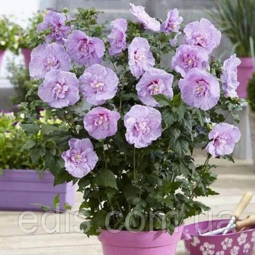 Гибискус махровый Lavender Chiffon в контейнере - фото 1 - id-p1227546549