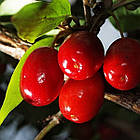 Саджанці кизилу Світлячок (щеплений) - середній, великоплідний, зимостійкий, фото 2