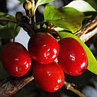 Саджанці кизилу Світлячок (щеплений) - середній, великоплідний, зимостійкий, фото 3