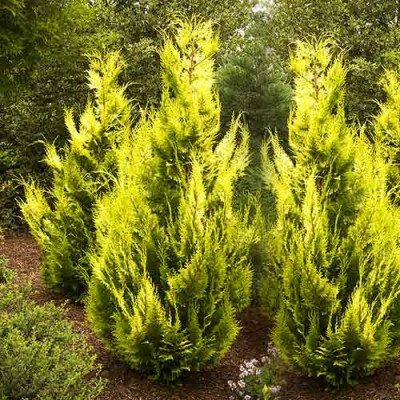 Саджанці Купрессоципариса Лейланда Кастевеллан Голд (Cupressocyparis leylandii Castlewellan Gold) Р9, фото 1