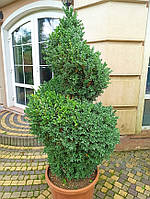 Самшит BUXUS SEMPERVIRENS spirale C45L H160