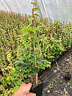 Саджанці Винограда Вічі, щепленого (Parthenocissus tricuspidata Veitchii), Р11 (1л), фото 4