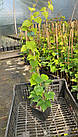 Саджанці Винограда Вічі, щепленого (Parthenocissus tricuspidata Veitchii), Р11 (1л), фото 5
