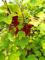 Смородина RIBES ODORATUM C20L h100-160