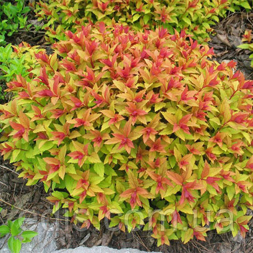 Спирея Firelight в контейнере (ID#1228328172), цена: 69.99 ₴, купить на ...