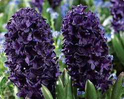 Гіацинт Blue Saphire (луковиці) 14/15