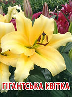 Лілія ОТ-гібрид з гігантською квіткою Faconnable цибулини 12/14