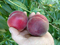 Персик "Экстрим-6" урожайный,морозоустойчивый