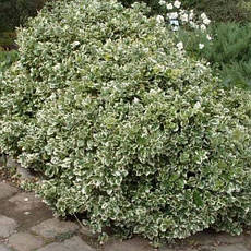 Бруслина Форчуна Emerald Gaiety у контейнері 2 л, фото 4