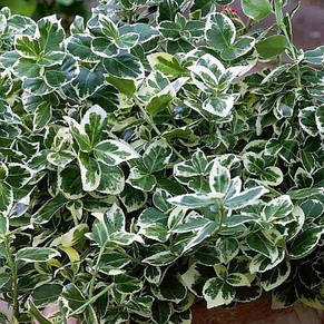 Бруслина Форчуна Emerald Gaiety у контейнері 2 л, фото 1