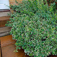 Бруслина Форчуна Emerald Gaiety у контейнері 2 л, фото 3