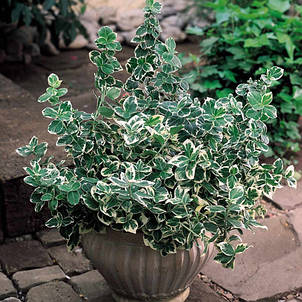 Бруслина Форчуна Emerald Gaiety у контейнері 2 л, фото 2