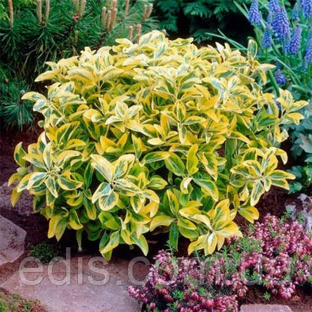 Бруслина Форчуна Emerald Gold у контейнері 2 л, фото 1