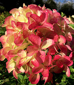 Гортензія волотиста Графіті \ Hydrangea paniculata Graffiti ( саджанці 3 роки С3л )