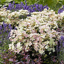 Гортензія волотиста Полестар \ Hydrangea paniculata Polestar ( саджанці 3 роки), фото 3