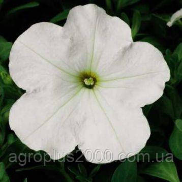 Насіння Петунія мультифлора Ура F1 Біла white 1000 насіння Syngenta
