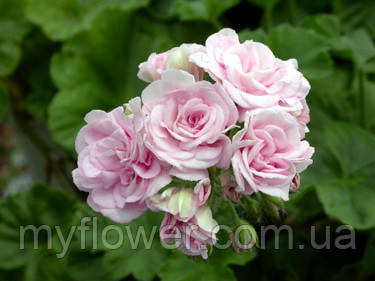 Пеларгонія Millfield Rose Ivy-гідрид, фото 1