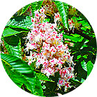 Зображення квітки крапель Баха №30 Sweet Chestnut (Солодкий Каштан, Каштан Благородний) Зображення Sweet Chestnut