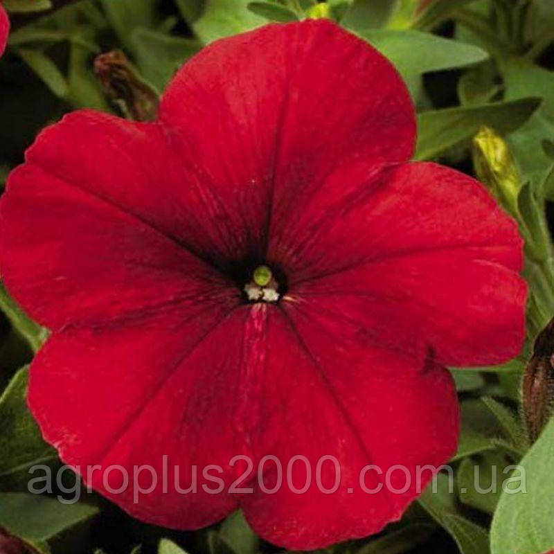 Насіння Петунія мультифлора Ура F1 Червона red 1000 насінин Syngenta